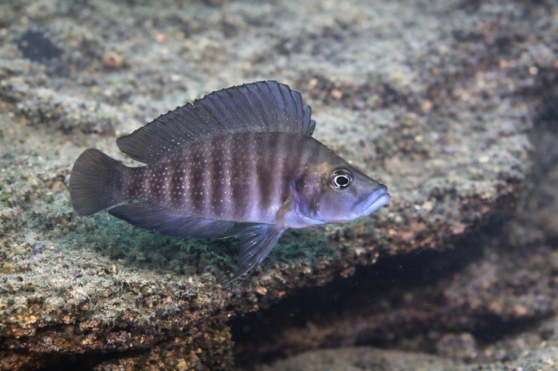 Altolamprologus compressiceps 'Halembe'